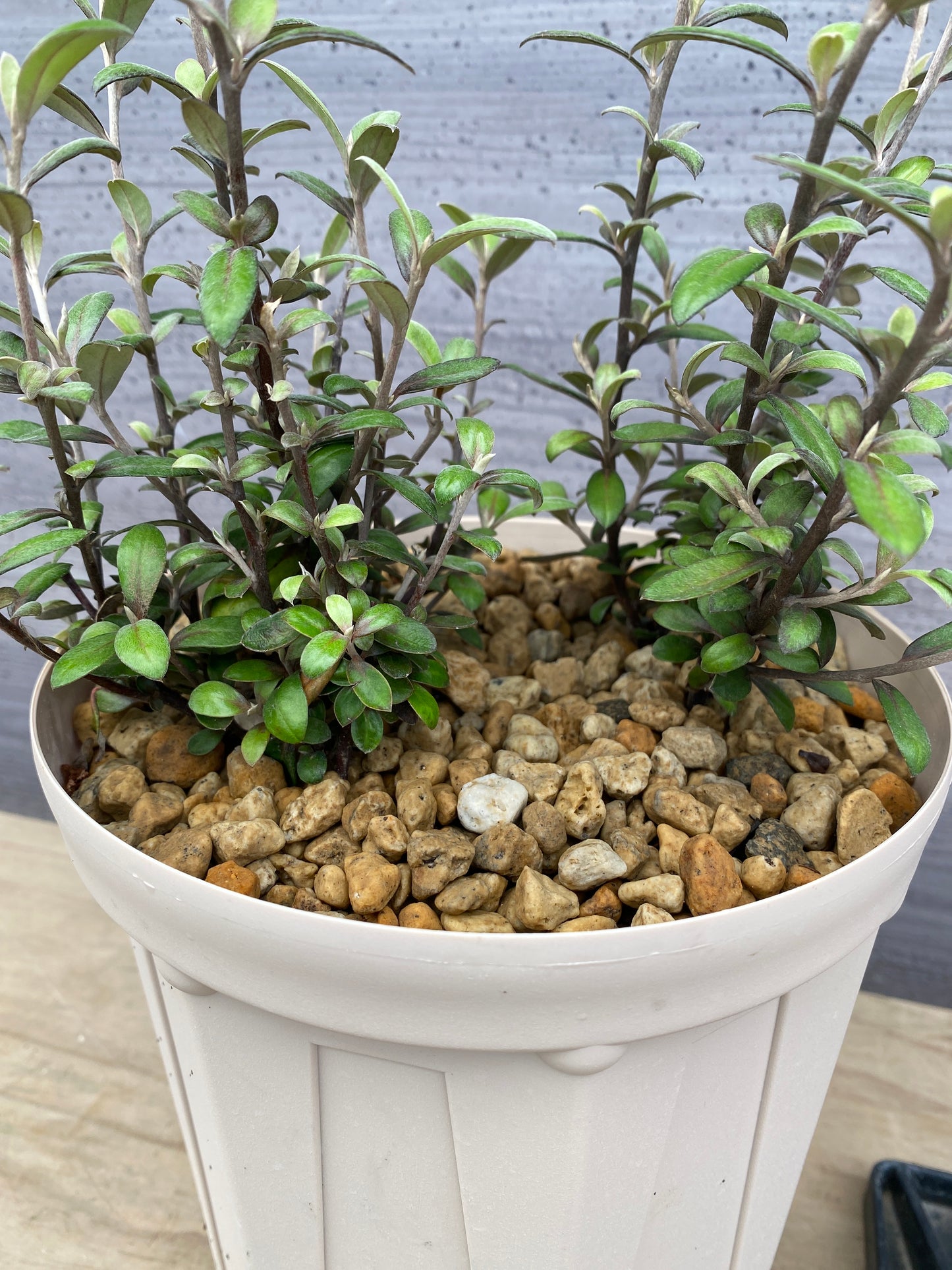 コロキア フロステッドチョコレート 6号スリット鉢/オリジナル色