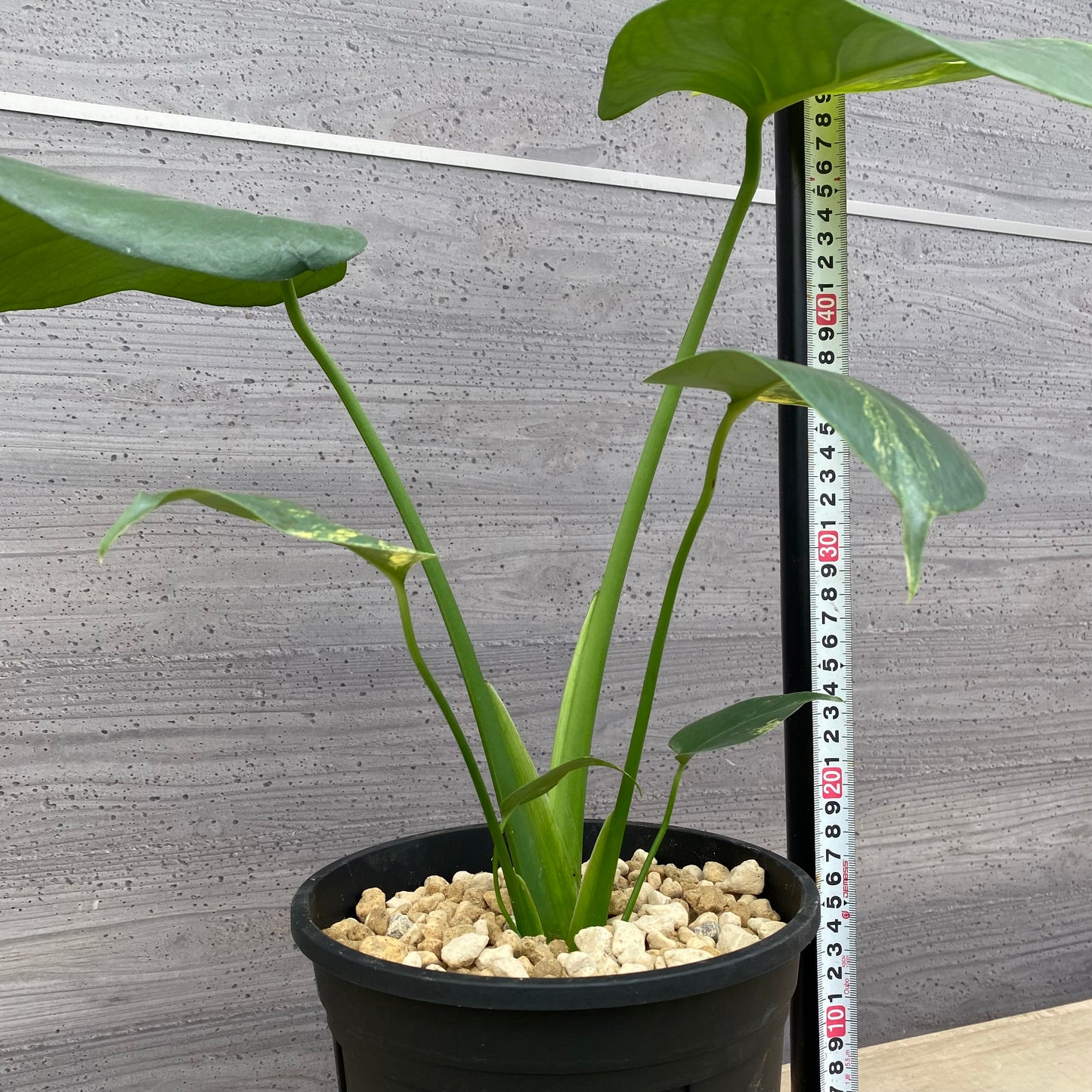 モンステラ イエローマリリン No.5 黒ポット