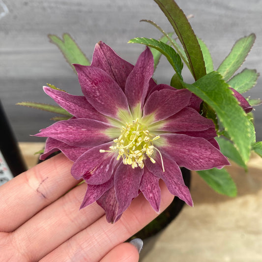 No.09040 クリスマスローズ02 4号苗ポット