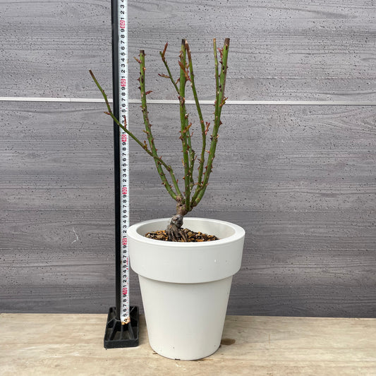 薔薇 シャンパーニュ 7号おすすめ白ポット PROGRESSIO