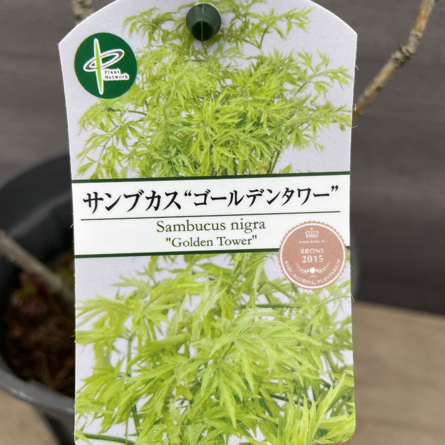 No.13002 サンブカス ゴールデンタワー 7号鉢