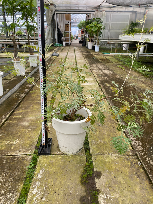 農場創業祭 No.26105 グレビレア ロビンゴールド 7号おすすめ白ポット