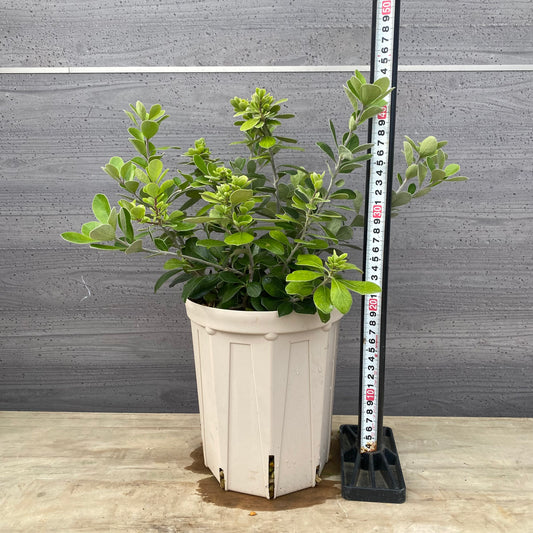 ピットスポルム クラッシフォリウム 6号スリット鉢/オリジナル色