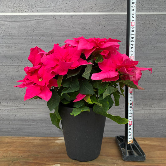 市場仕入れ即売会 No.25003 プリンセチア オペラ 八重咲き 5号鉢