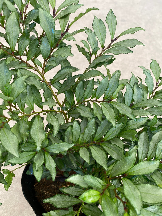 岡本緑花特集 ヒサカキ ブルームーン 5号苗ポット