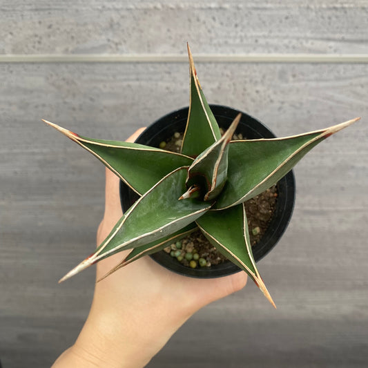 No.13007 サンスベリア ピンクイキュラ 3号鉢