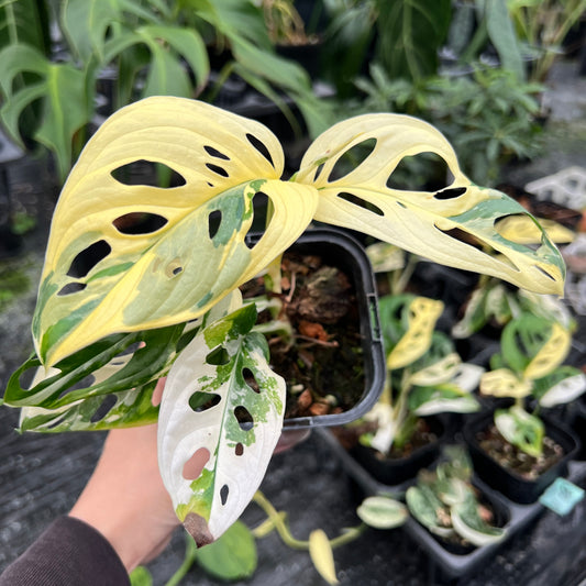 URBAN JUNGLE特集★U08 マトカズラ バリエガータ 3号鉢