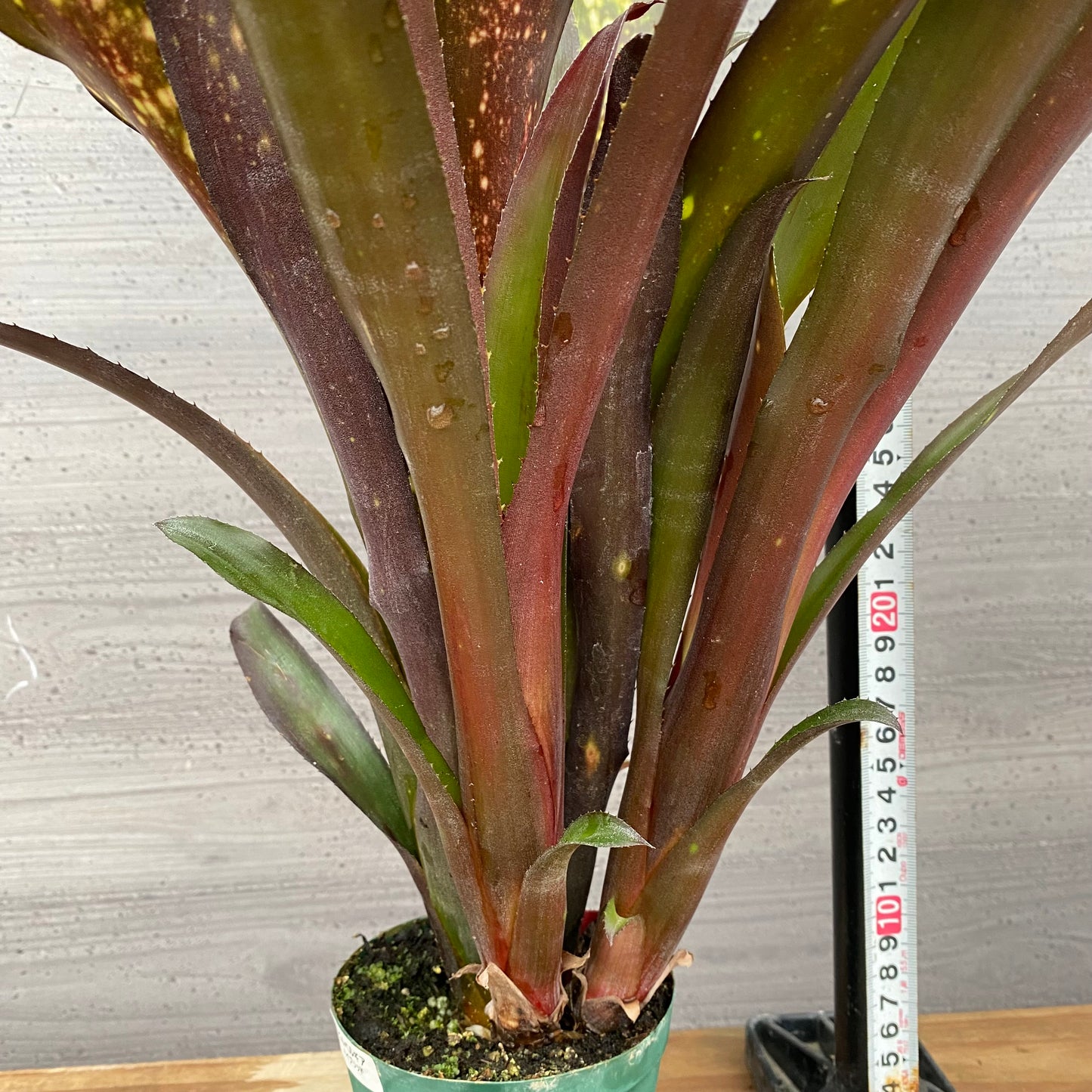 市場仕入れ即売会 No.25030 ビルベルギア ハイブリッド 3.5号鉢