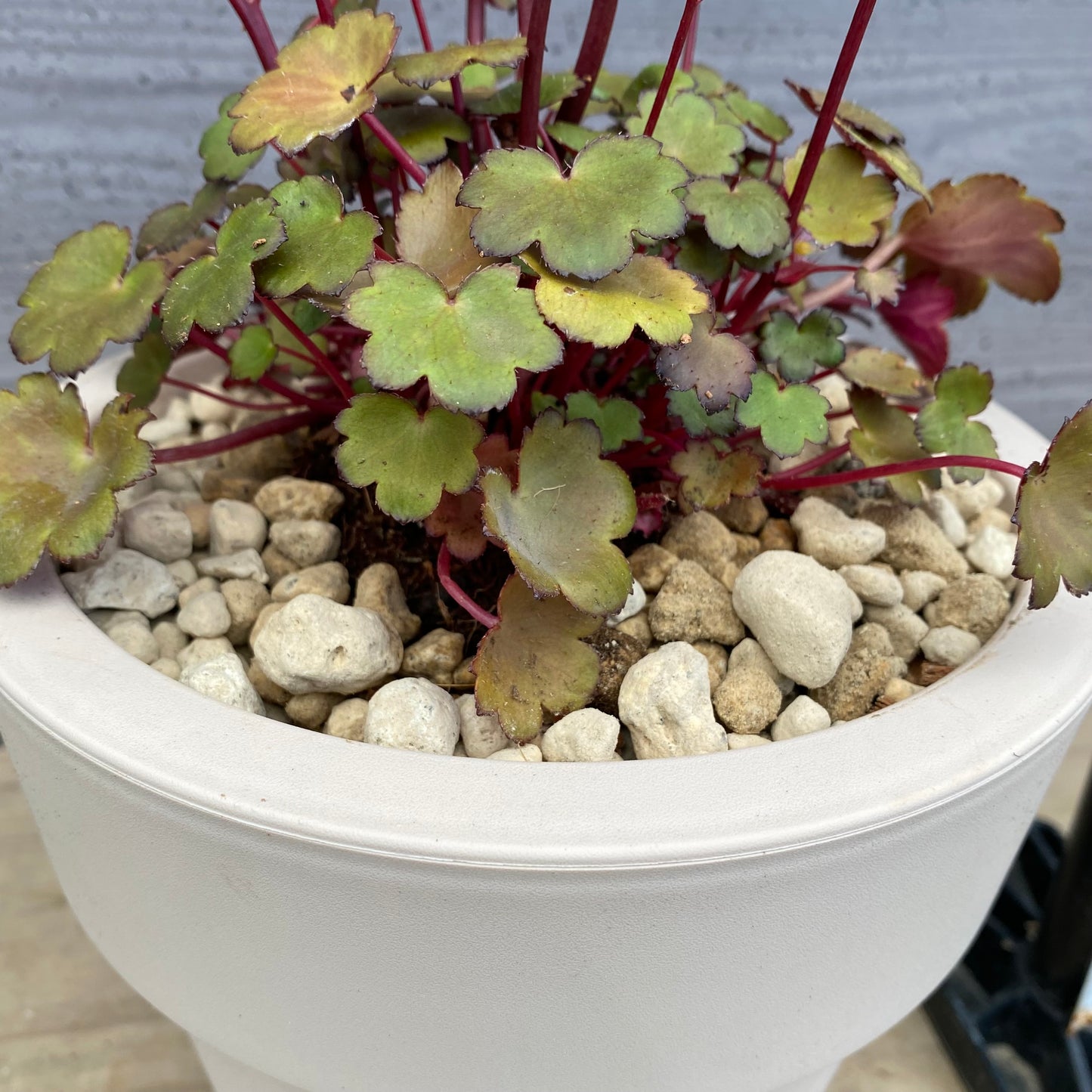 西洋大文字草 ターリー 6号オリジナルポット