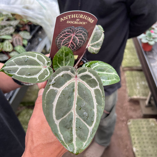 URBAN JUNGLE特集★U31 アンスリウム ミシェル 2号鉢