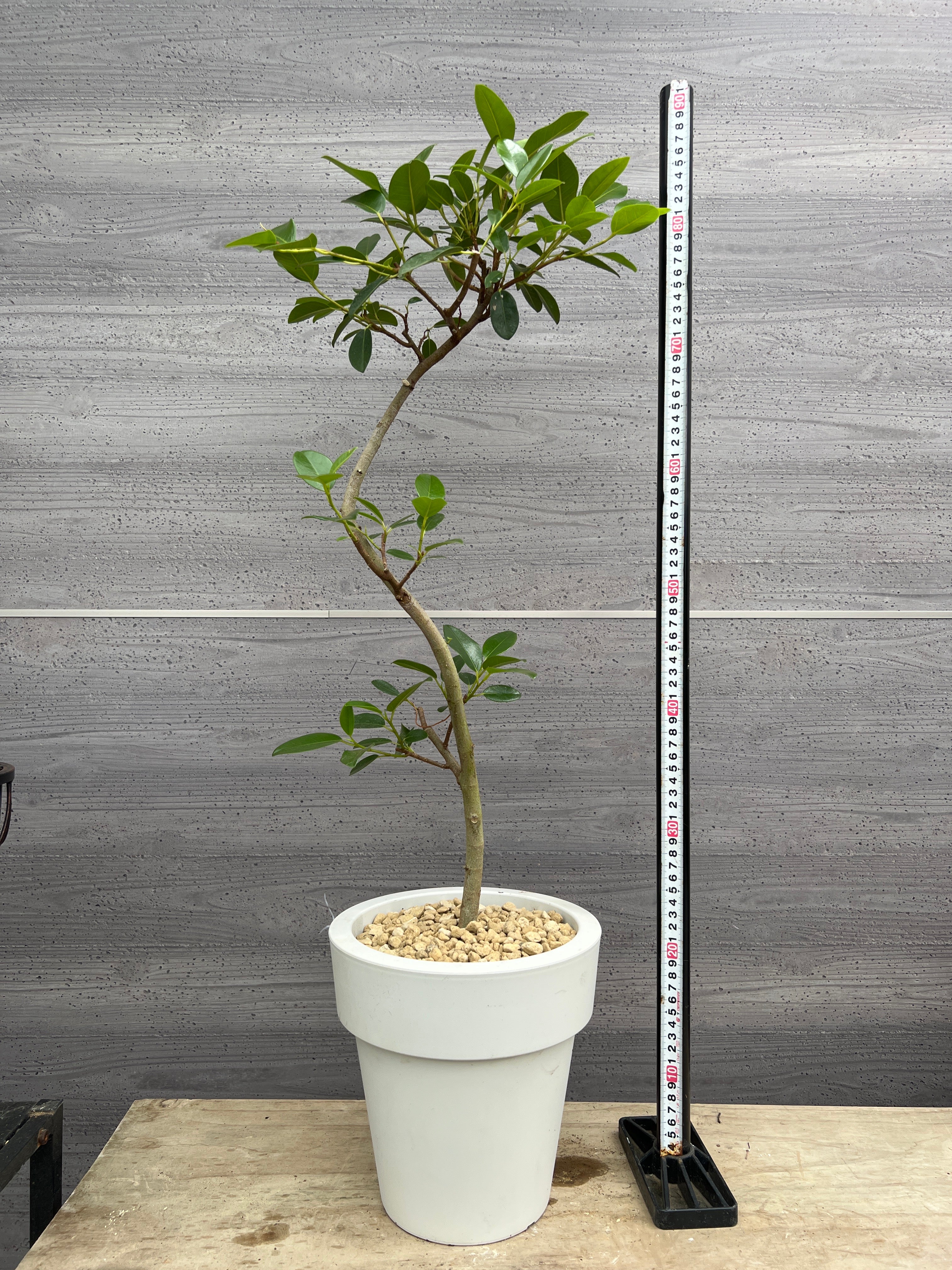 社長植栽☆フィカス ルビギノーサ(フランスゴム) 7号おすすめ白ポット