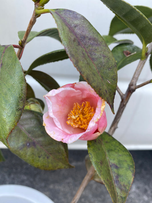 M009 椿 西王母 9号鉢