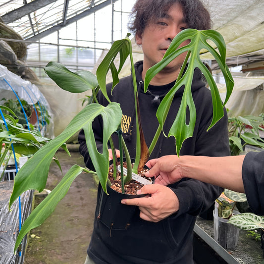 URBAN JUNGLE特集★U12 モンステラ バールマルクス 5号鉢