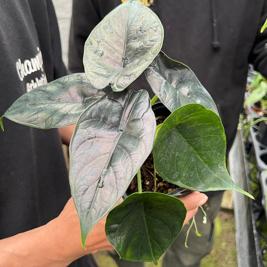 URBAN JUNGLE特集★U19 アロカシア グリンユニコーン 3号鉢