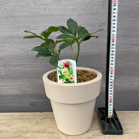 農場創業祭 No.18005 東京都府中市 花郷園★クリスマスローズ 6号オリジナルポット