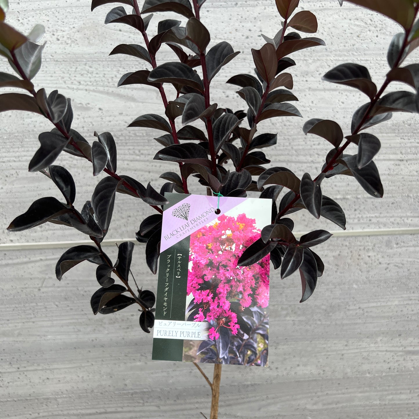 No.03005 サルスベリ ピュアリーパープル 5号鉢