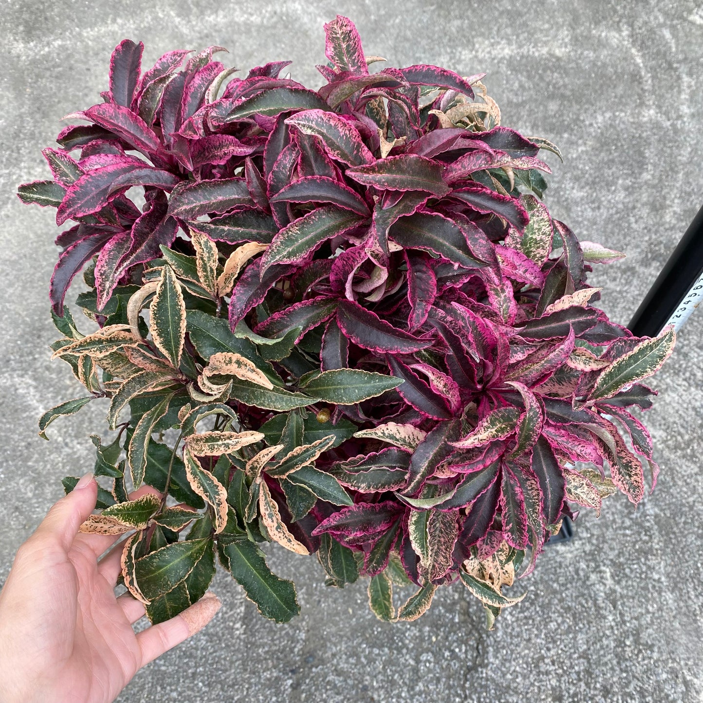 万両 紅孔雀 8号鉢