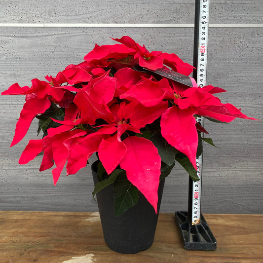 市場仕入れ即売会 No.25004 プリンセチア ピュアレッド 5号鉢