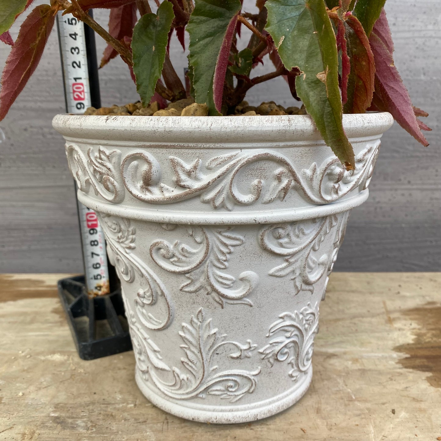 No.12006 ベゴニア ホワイトゴールドプラ鉢