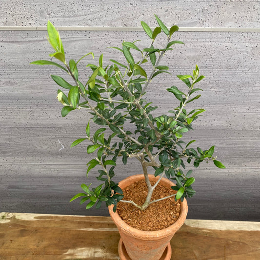 オリーブ キューガーデンポットレッド