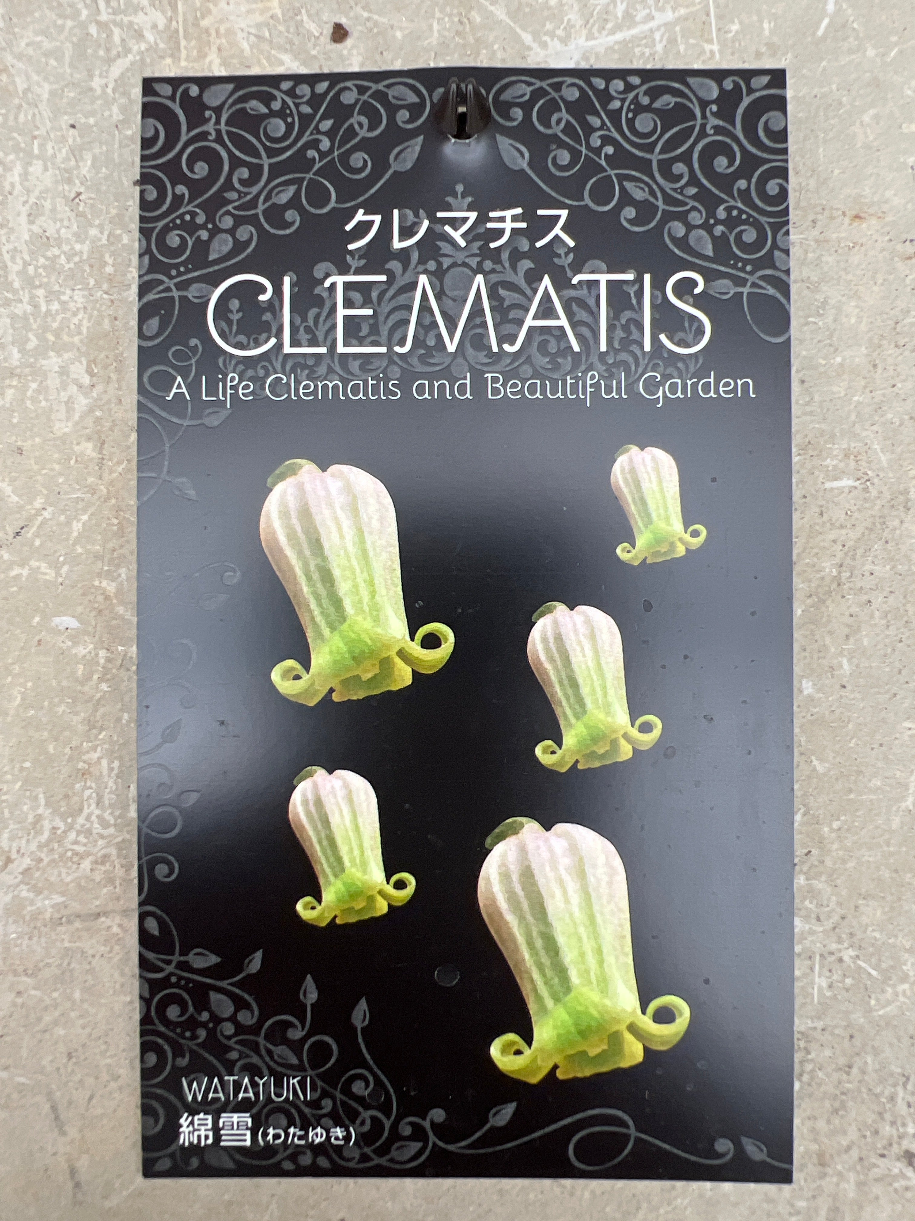 クレマチス 綿雪 クレマチス ヴィオルナ系 新枝咲き 綿雪（わたゆき） – 植物家族