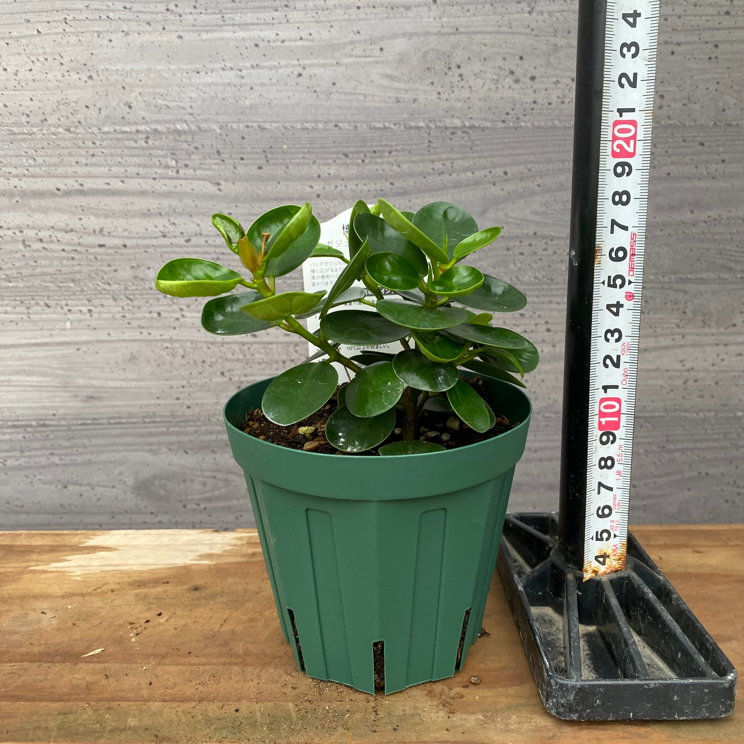 市場仕入れ即売会 No.25023 パンダガジュマル 4号鉢 – 植物家族