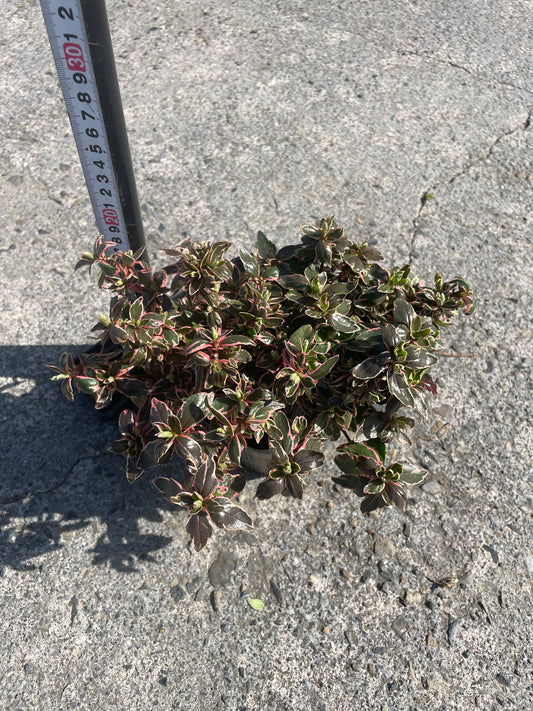 No.06004 岡本緑花 アベリア マジックチョコレート 5号苗ポット