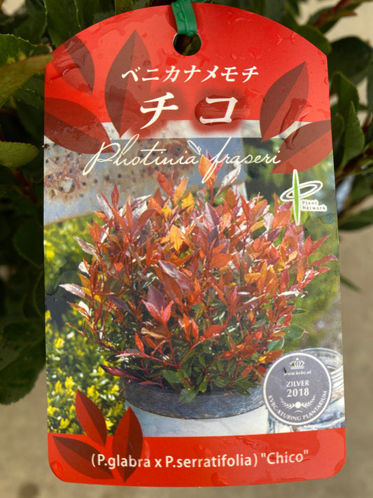 岡本緑花特集 ベニカナメモチ チコ 7号苗ポット