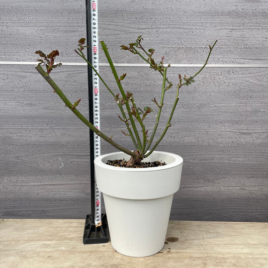 薔薇 アンヌ 7号おすすめ白ポット