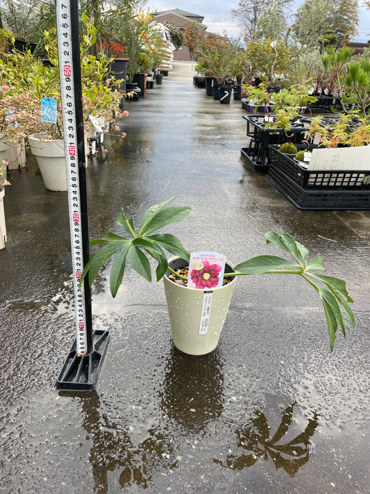 M21 クリスマスローズ ダブル咲き レッド系 5号鉢