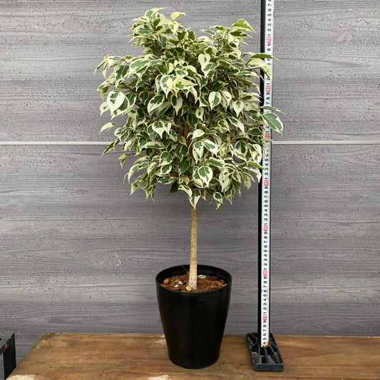 市場仕入れ即売会 No.25021 フィカス ベンジャミン スターライト 6号鉢