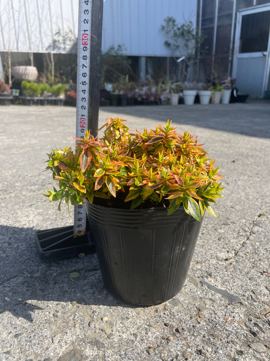 No.06005 岡本緑花 アベリア カレイドスコープ 5号苗ポット