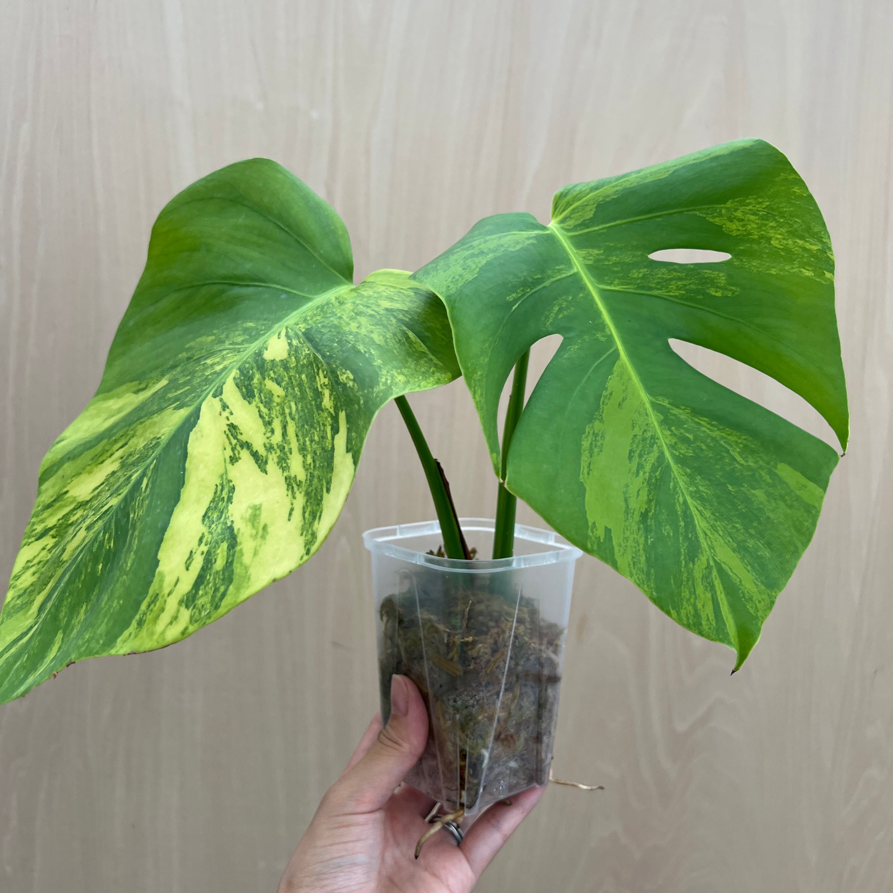 No.21072 モンステラ オーレア 茎挿し – 植物家族