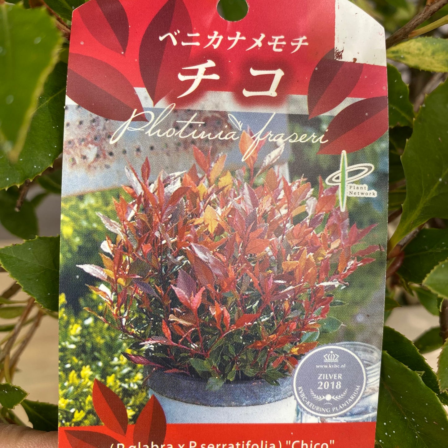 ベニカナメモチ チコ オリジナルポット