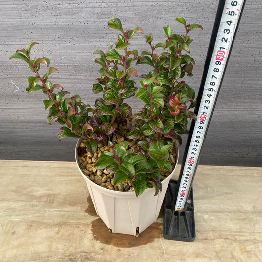 ルコテー カーリーレッド 6号スリット鉢/オリジナル色