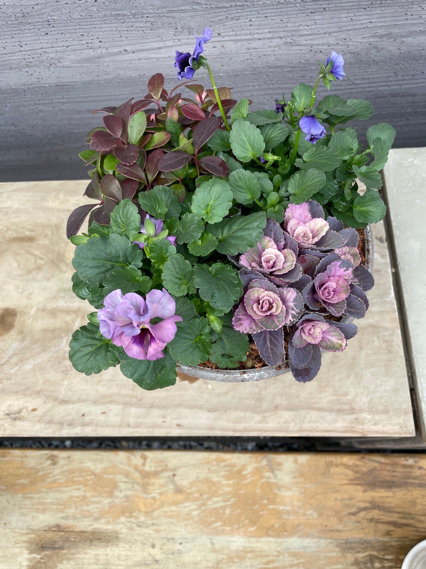 寄せ植え (プラスチック鉢)