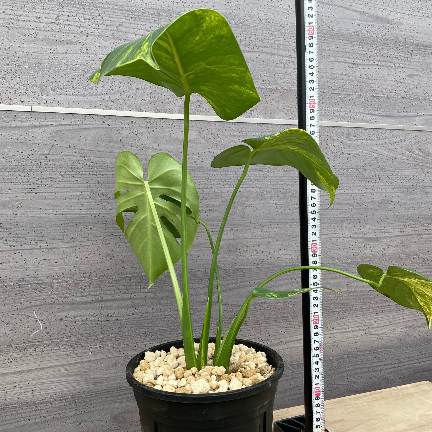 モンステラ イエローマリリン No.3 黒ポット