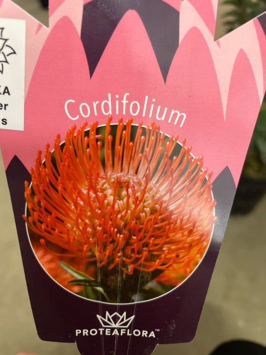 No.25009 リューコスペルマム コーディフォリウム 7号鉢