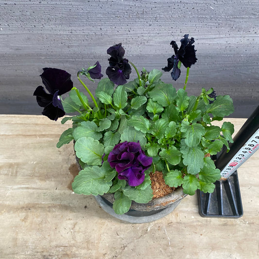 寄せ植えF キューガーデンポット