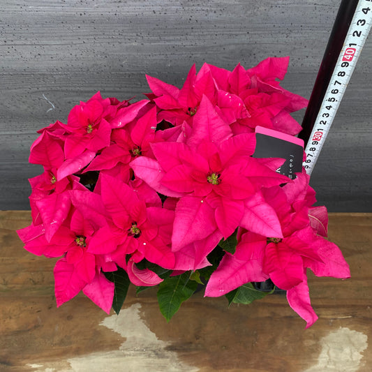 市場仕入れ即売会 No.25003 プリンセチア オペラ 八重咲き 5号鉢