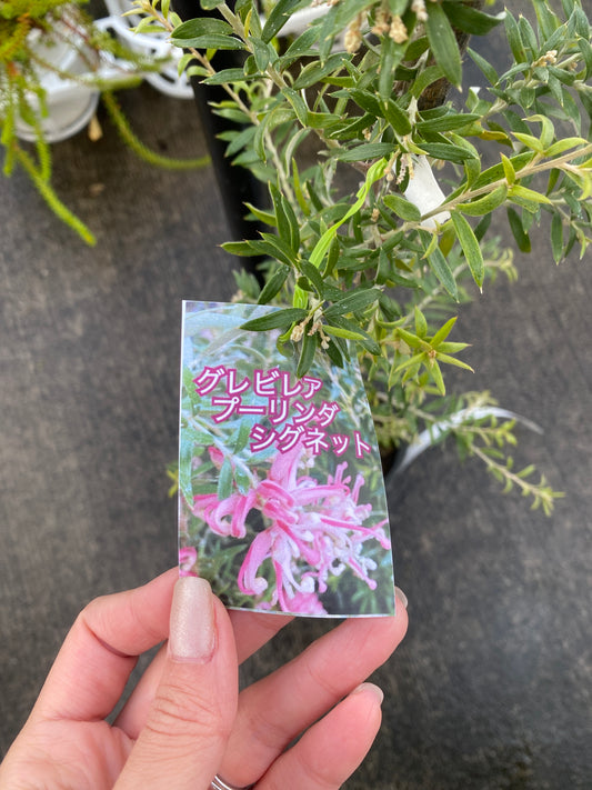 農場創業祭 No.26041 グレビレア プーリンダシグネット 4号苗ポット