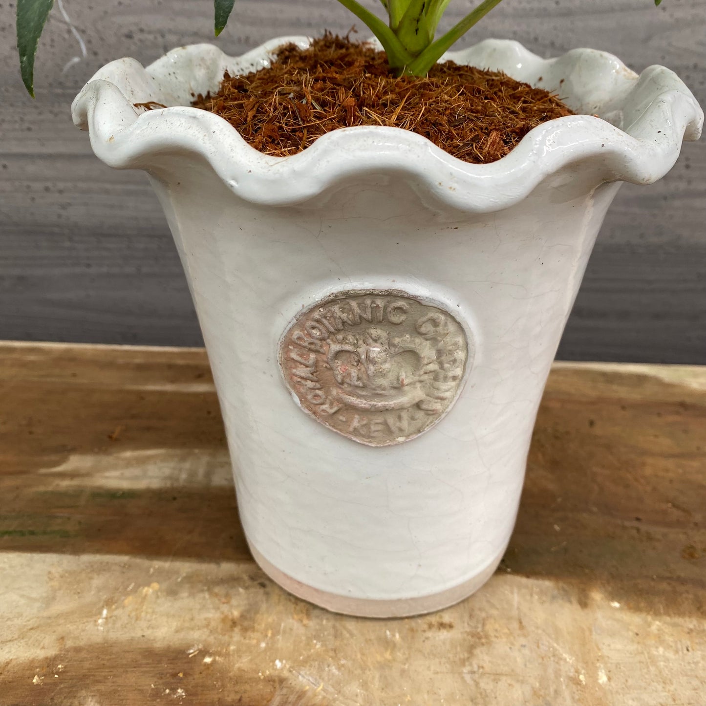 クリスマスローズ フェチダス キューガーデンポット白