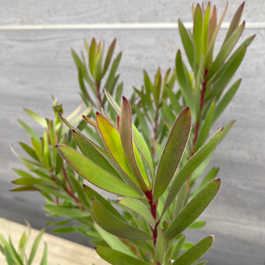 No.12007 リューカデンドロン インカゴールド 5号鉢