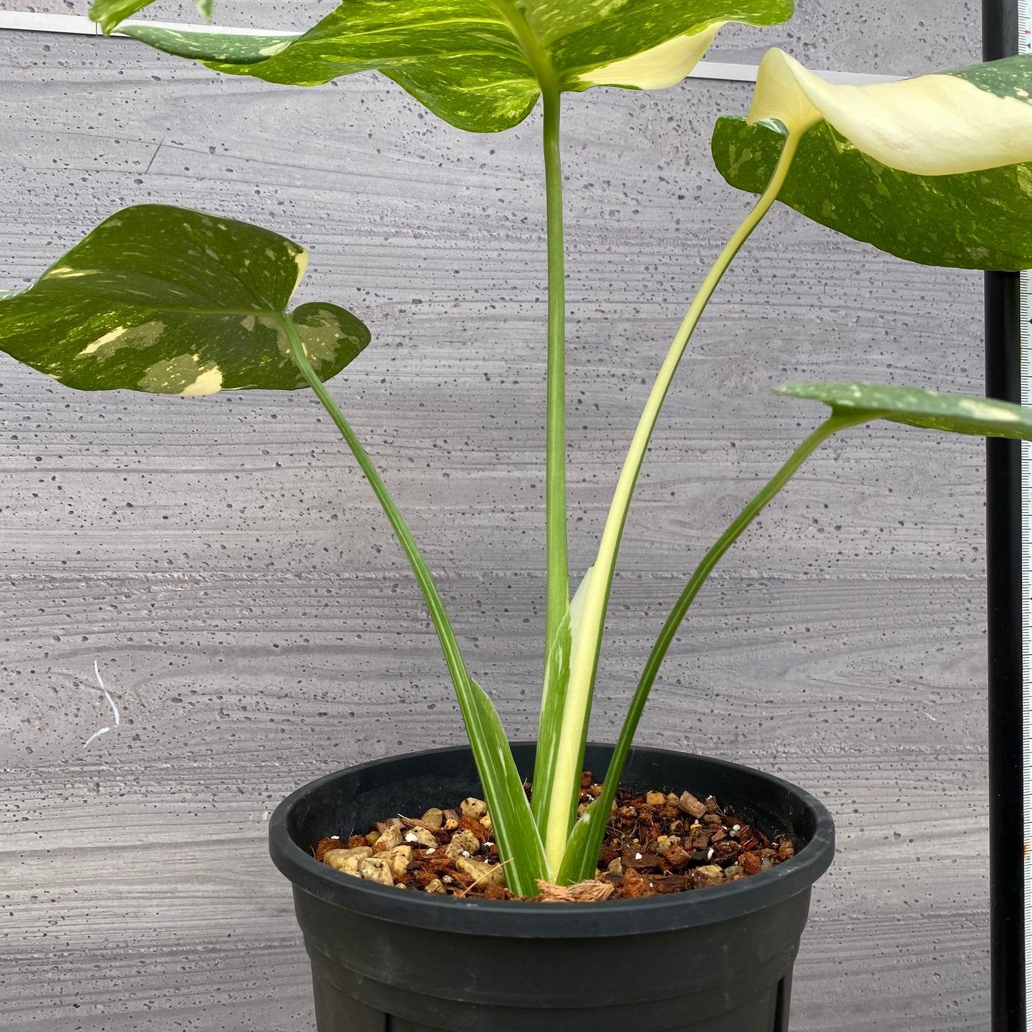 モンステラ タイコンステレーション No.4 黒ポット