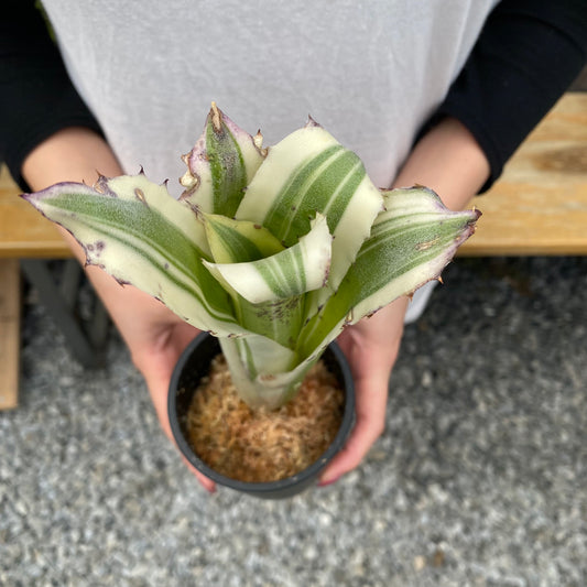 No.26033 ホヘンベルギア Karla 硬質ポット