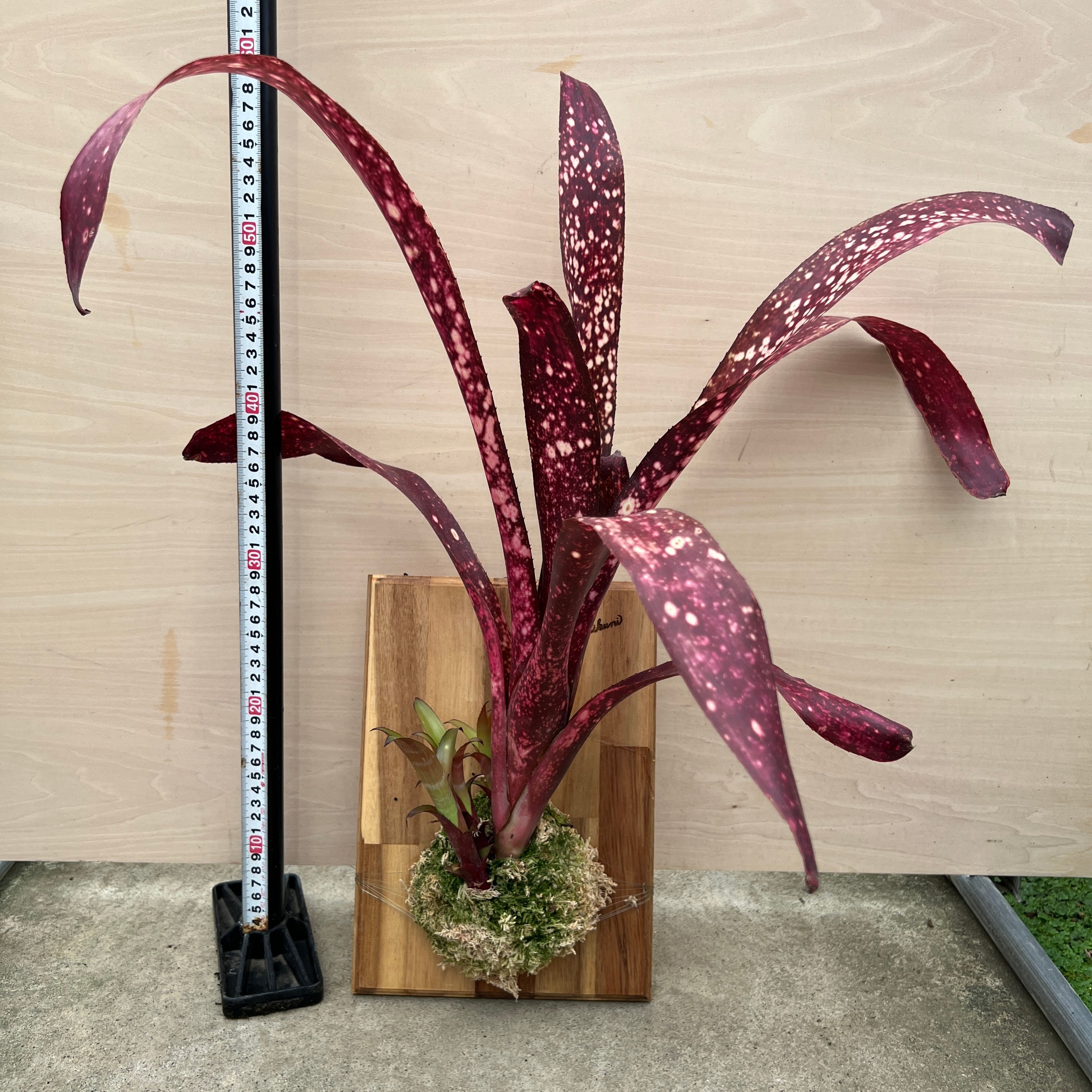 No.21088 ビルベルギア 板付け – 植物家族