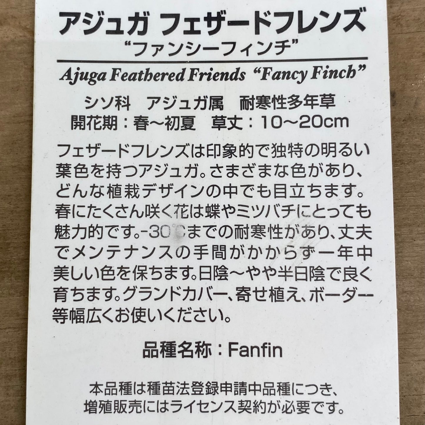 アジュガ フェザードフレンズ ファンシーフィンチ 5号苗ポット