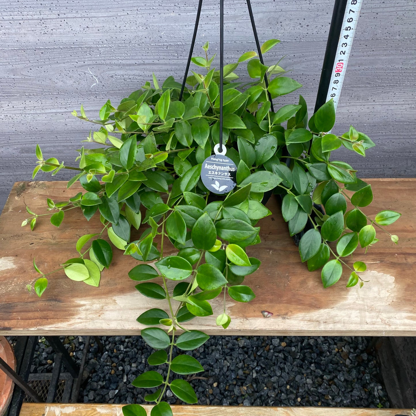 市場仕入れ即売会 No.25024 エスキナンサス モナリザ 7号吊り鉢