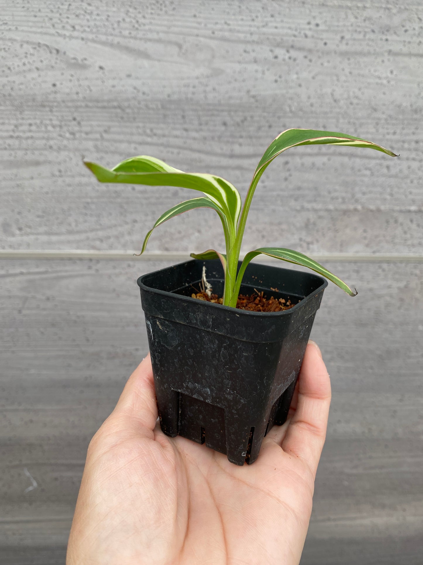 No.21064 ムサノノ