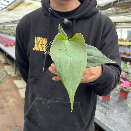 URBAN JUNGLE特集★U28 アンスリウム ポルティラエ